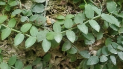 Psychotria serpens