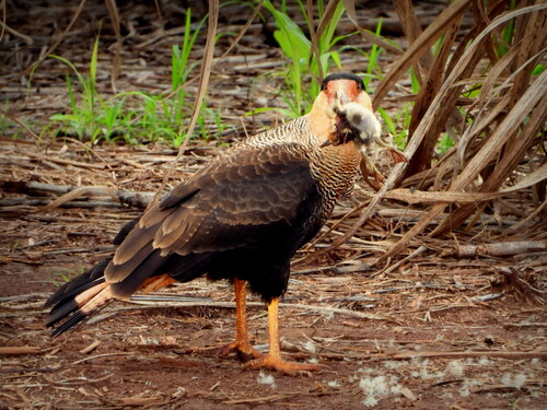 Crested Caracara