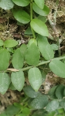 Psychotria serpens