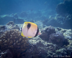 Chaetodon unimaculatus