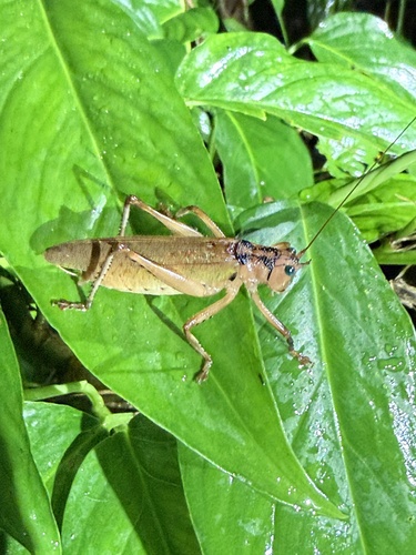 Bliastonotus