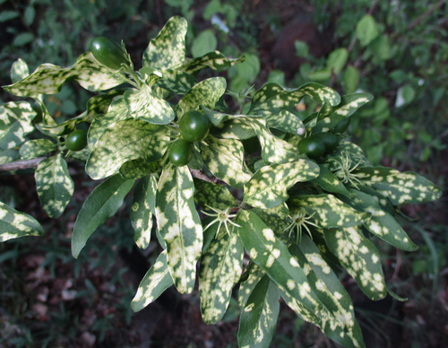 Jasminum stenolobum image