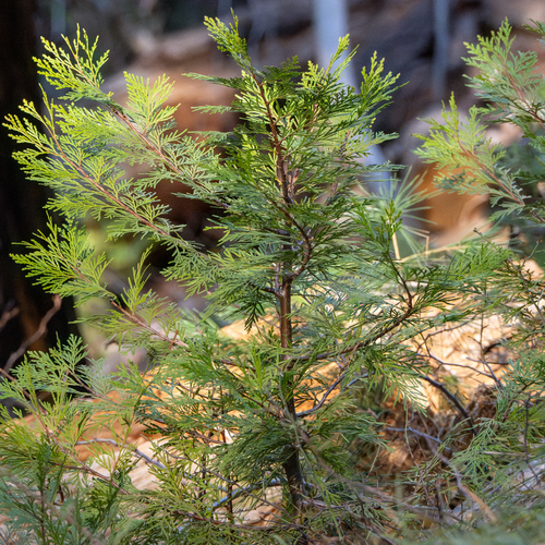 Calocedrus decurrens