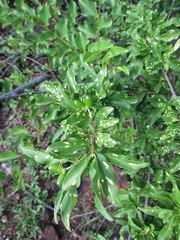 Jasminum stenolobum image