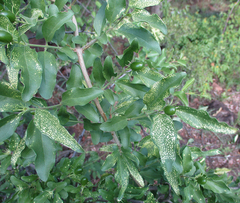 Jasminum stenolobum image