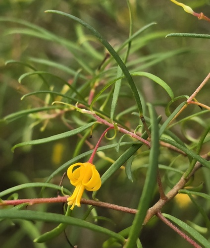 Nodding Geebung (Persoonia nutans)