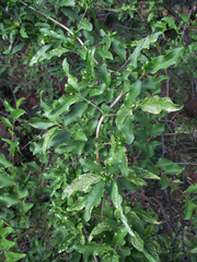 Jasminum stenolobum image