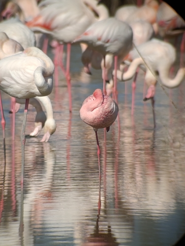 iNaturalist: (c) PITAYA, some rights reserved (CC BY-NC), uploaded by PITAYA iNaturalist image