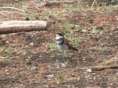 Turdus eunomus