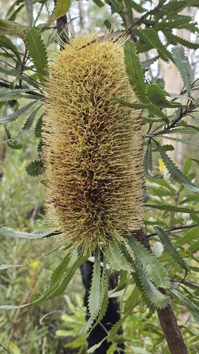 Wallum banksia (Banksia aemula)