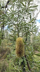 Banksia aemula, photograph (c) Petra Holland, some rights reserved (CC BY)