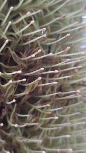 Banksia aemula, photograph 4