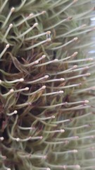 Banksia aemula, photograph (c) Petra Holland, some rights reserved (CC BY)