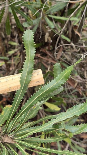 Banksia aemula, photograph 5