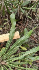 Banksia aemula, photograph (c) Petra Holland, some rights reserved (CC BY)