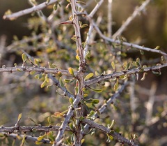 Condalia spathulata