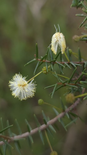 juniper wattle (Acacia ulicifolia)