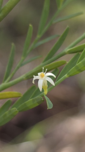 Olax (Olax stricta)