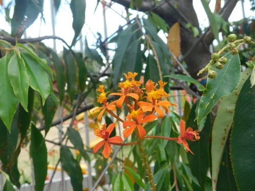 Epidendrum calimaense J.S.Moreno & Hágsater