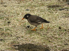 Spodiopsar cineraceus