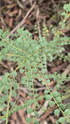 rhombic bossiaea (Bossiaea rhombifolia)