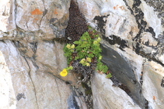 Calceolaria tenella, photograph author not stated, no rights reserved
