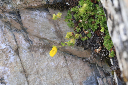 Calceolaria tenella, photograph 5