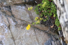 Calceolaria tenella, photograph author not stated, no rights reserved