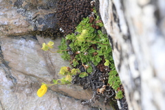 Calceolaria tenella, photograph author not stated, no rights reserved