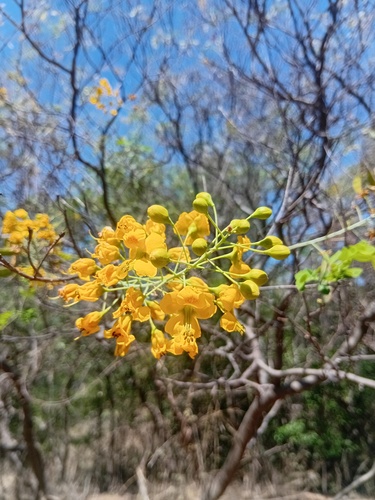 Mexican Holdback (Erythrostemon mexicanus)