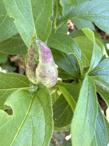 Unknown species found near Burleigh H. Murray Ranch Park, Half Moon Bay, CA, US