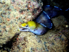 Gymnothorax rueppelliae