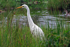 Ardea intermedia plumifera