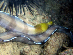 Gymnothorax rueppelliae