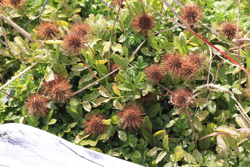 Two-spined Acaena (Acaena ovalifolia)