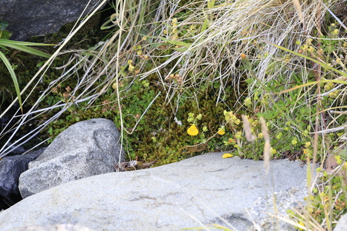 Calceolaria tenella, photograph 3