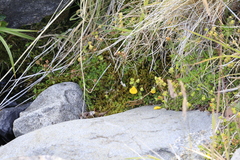 Calceolaria tenella, photograph author not stated, no rights reserved