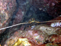 Panulirus penicillatus