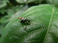 Stratiomyidae