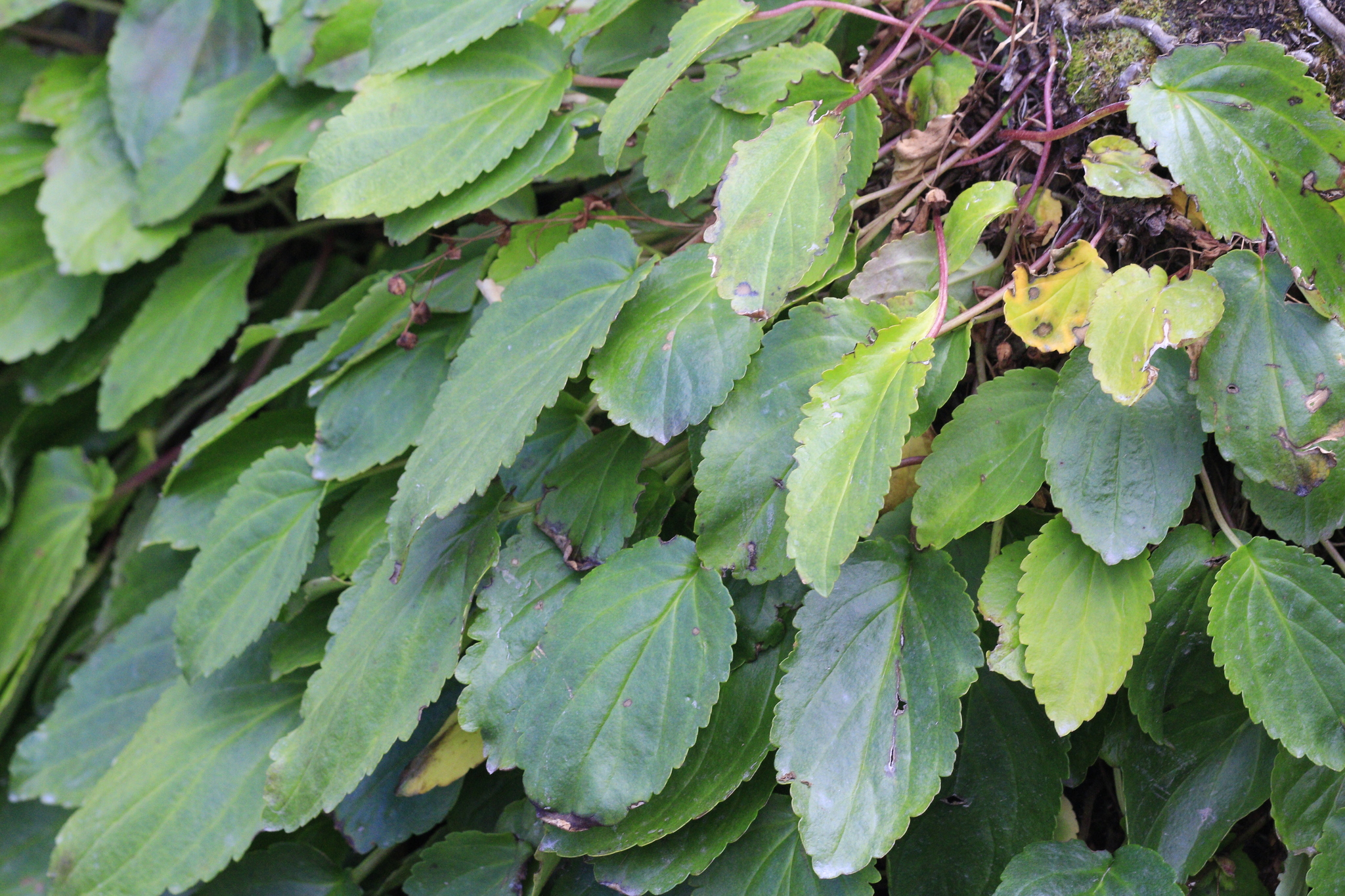 Ourisia ruellioides