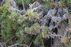 author not stated, no rights reserved Perezia recurvata, photograph author not stated, no rights reserved