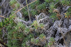 author not stated, no rights reserved Perezia recurvata, photograph author not stated, no rights reserved