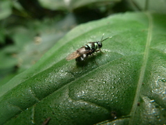 Stratiomyidae
