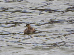 Tachybaptus ruficollis