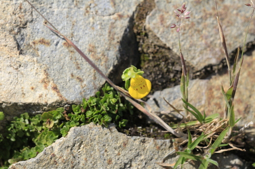 Calceolaria tenella, photograph 2