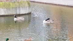 Branta canadensis