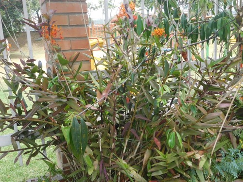 Epidendrum calimaense J.S.Moreno & Hágsater 2