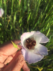 Calochortus catalinae