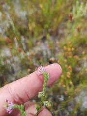 Erica innovans