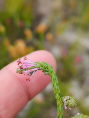 Erica innovans